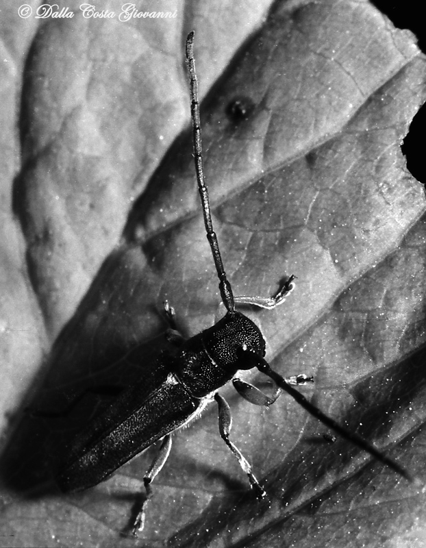 Da scannerizzazioni b/n 3: Phytoecia